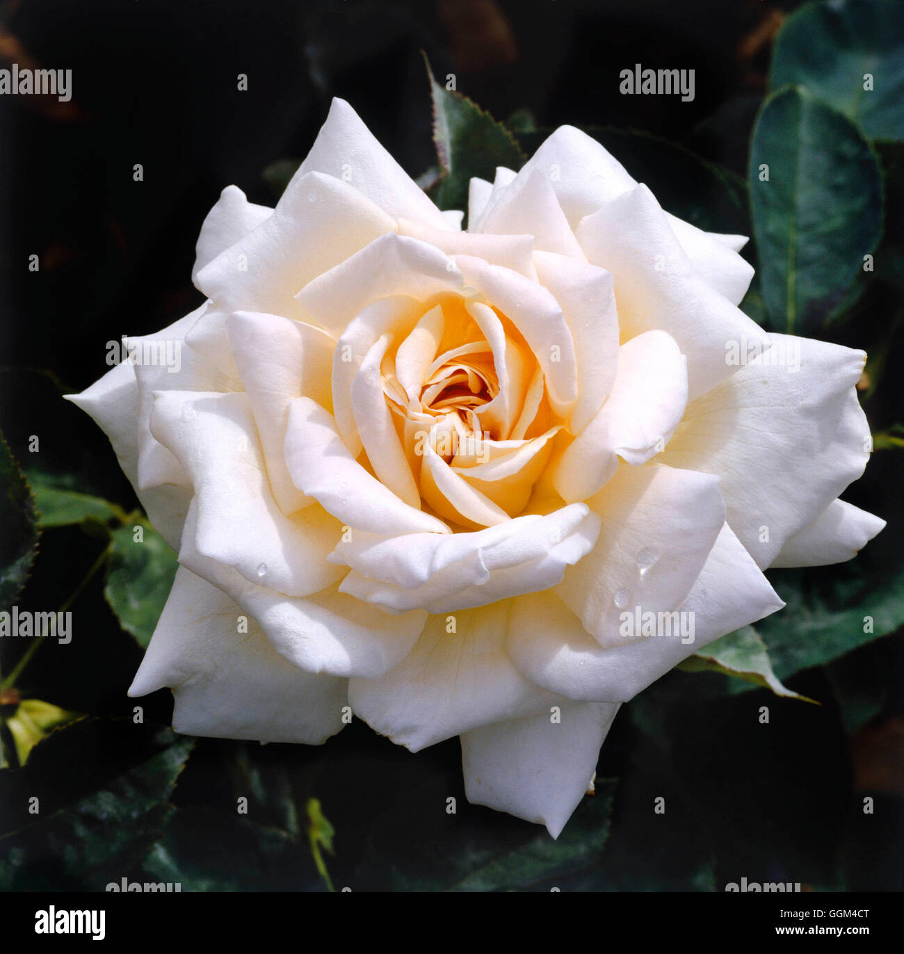 Rosa - `Jardins de Bagatelle' (Hybrid Tea)   RHT063435 Stock Photo